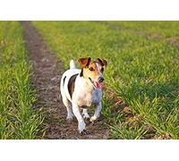 znwrr Diamond Painting,5D DIY Full Diamond,Jack Russell Terrier Dog DIY Diamond Painting Kit for Kids,Home Wall Decor with Tools 40x50cm