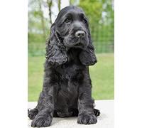 znwrr Diamond Painting Children's 5D Diamond Painting Kits, Cocker Spaniel Black Dog DIY Painting by Numbers Adults Diamond Painting Birthday Gifts 30x40cm