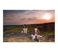 znwrr Diamond Painting Diamond Painting Kit English Springer Spaniel Dog 5D Diamond Dot Painting Adult Beginner Mosaic Painting Kit Diamond Art Home Art Decorations 30x40cm