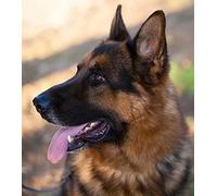 znwrr Diamond Painting Kit, with and,-German Shepherd, Canine Animal 40x40cm