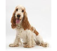 znwrr Diamond Painting Kits for Adults, Kids Cocker Spaniel Dog DIY 5D Diamond Painting Arts Crafts for Home Wall Decor Birthday Gifts 30x40cm