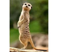 znwrr Diamond Painting Kits Full Drill Animal Meerkat 5D Rhinestone DIY Diamond Embroidery 30x40cm