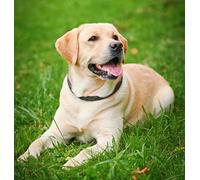 znwrr DIY 5D Diamond Painting Full Accessories,Labrador Dog On Grass Animal Embroidery Painting Diamond Painting Full Kit Cross Stitch Crystal Rhinestone Home Decoration 40x50cm