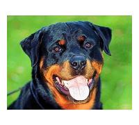 znwrr DIY 5D Diamond Painting Full Drill Kit, Rottweiler Dog 5D Diamond Painting Set, Painting by Numbers Diamond, Diamond Painting Pictures for Adults Children, Handmade Crafts Wall Decor 30x40cm