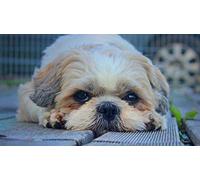 znwrr DIY 5D Diamond Painting Kit Full Drill Cute Dog Shih Tzu Diamond Painting Cross Stitch Painting Rhinestone Embroidery Craft for Home Wall Decor 30x40cm