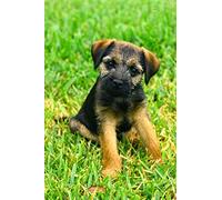 znwrr DIY 5D Diamond Painting Kits Diamond Painting Adults Child Border Terrier Dog for Home Decoration Full Diamond Painting Birthday Gifts 50x50cm