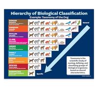ZOCO - Taxonomy of the Dog Poster - Biological Classification Chart, Laminated 17 × 22 - Science Classroom Poster for Elementary, Middle & High School