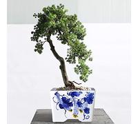 ZOCWJK Chinoiserie Blue and White Chinese Porcelain Square Planter Jingdezhen Hand Painted Square Flowerpot(