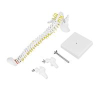 Zohisin Human Spine Model 38cm Flexible Spine Model with Removable Limbs and Stable Metal Support Frame for Skeleton Study Teaching and Education