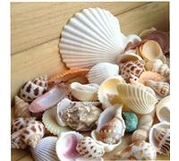 Zonster 100g/bag Sea Shells Mixed Beach Seashells for Beach Theme Party Wedding Decorations Diy Crafts Candle Making Fish Tank Vase Fillers Home Decorations
