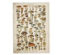 Zonster Vintage Poster Print Mushrooms Illustration Botanical Educational Wall Decor