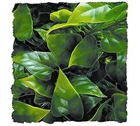 Zoo Med Mexican Phyllo Plastic Plant - S/36cm