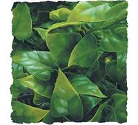 Zoo Med Natural Bush Large Mexican Phyllo