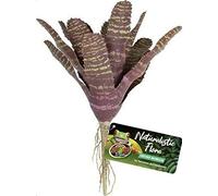 Zoo Med Naturalistic Flora Chestnut Bromeliad for Terrarium and Paludarium