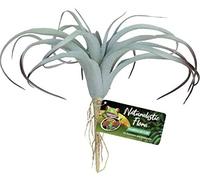 Zoomed Tillandsia Artificial Plant for Terrarium
