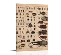 ZOZO HOUSE Introduction to Various Beetles Painting 08x12inch (20x30cm)