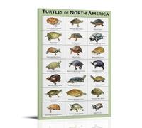 ZOZO HOUSE North American Turtles Picture Print 24 x 36 Inches (60 x 90 cm)