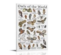 ZOZO HOUSE Owls Around The World Wall Art 16 x 24 Inches (40 x 60 cm)