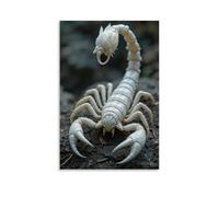 ZOZO HOUSE White Scorpion on The Rock Canvas 24 x 36 inches (60 x 90 cm)