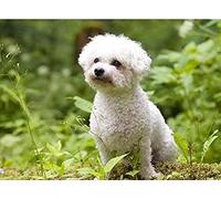ZOZOIN Diamond Painting,Curly Bichon Frise Dog,5D Diamond Art Kits for Adults,Mosaic Crystal Craft Kits for Home Wall Decor 40x40CM