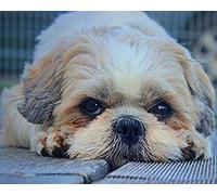 ZOZOIN Paint by Numbers Shih Tzu Dog 40x40cm Adults DIY Oil Painting Kit