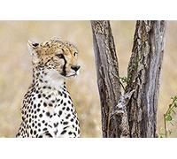 ZOZOIN Painting by Numbers Set for Adults Children Beginners Paint by Numbers On Canvas for Home Decoration South African Cheetah - 40x50cm
