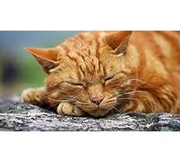 ZOZOIN Sleeping Ginger Cat DIY Painting by Numbers for Adults, Paint by Number Kit On Canvas for Beginners, New Painters, Gift Package 40x50cm
