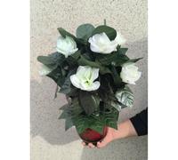 ZQION 10 Roses Blooming Flower Remote Control Magic Prop for Weddings & Parties Flower Trick Instant Blooming Rose Tree for Magicians Stage Magic Tricks Props (White Rose)