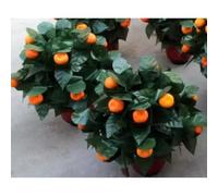 ZQION 10 Roses Blooming Flower Remote Control Magic Prop for Weddings & Parties Flower Trick Instant Blooming Rose Tree for Magicians Stage Magic Tricks Props (10pcs Orange)