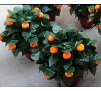 ZQION Flower Blooming Rose Bush 10 Flowers Appearing Rose Magic Trick Illusion Wedding Stage Magic Tricks Parties Flower Magia Tree for Magicians Props Party Magie Show (10pcs Orange)