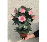 ZQION Flower Blooming Rose Bush 10 Flowers Appearing Rose Magic Trick Illusion Wedding Stage Magic Tricks Parties Flower Magia Tree for Magicians Props Party Magie Show (Champagne Rose)