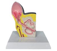 ZQJYMXY Anatomy Torso And Skeleton Models Anatomical, Canine Dog Ear Anatomical Model Animal Organ Biology Anatomy Medical Educational Training Aid Teaching Aids