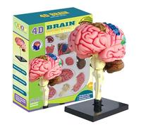 Zqkimzi Human Anatomy Model, Anatomical Model Human Brain, Human Brain Model Anatomy, Brain Model with Display Base, Anatomy Revision Guide, Educational Anatomy Model Figurine Cube
