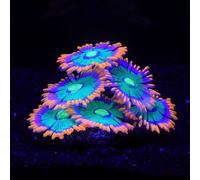 ZtohPyo Glowing Effect Soft Anemone Aquarium Fish Tank Decorations Silicone Glow in The Dark Artificial Ornament Plants for Aquarium Landscape Small/Large Fish Bowl Decor Accessories