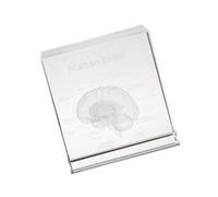 ZUJIABAO Elegant Crystal Human Head Model As Decorative Office Ornament Enhancing Intellectual Space with Scientific Pattern Office Model