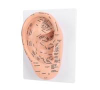 Zunate 22cm Ear Acupuncture Pressure Points Model for Teaching Auricular Therapy Techniques in Schools and Salons