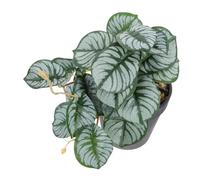 ZUNOXAZ Emulation Bonsai Artificial Green Plant with Pot Realistic Small Leaf Faux Indoor Table Decor for Home Office Living Decorative Ornament