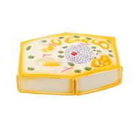 ZUNOXAZ Enlarged Plant Cell Model for Middle School Biology Teaching Reusable Plastic Anatomical Display Educational Learning Prop for Classroom Study and Science Training