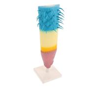 ZUNOXAZ Root Profile Model Corn Plant Anatomical Display Educational Teaching Tool for Biology Study Science Experiments High School and Middle School Botanical Anatomy Demonstration