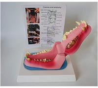 ZWDCVFGK Canine Dog Teeth Model, Dog Teeth Structure Model, Anatomical Dog Skull Jaw Bone for Veterinary Study Display Teaching Model