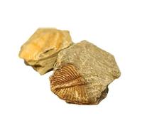 ZXCVWWE Ancient Natural Trilobite Crown Worm Tail Stone Fossil Rough Teaching Paleontology Specimen Teachi Fossil Collection