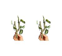 Zxfdsfdbnm Of 2 Habitat Branch Climbing Vine for Small Reptiles Pet Including Hermit Crabs and Crested Geckoes Easy to Clean Terrariums Decoration