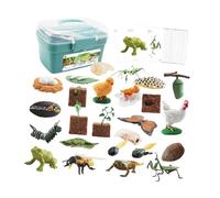 Zxpjkyu Animals Cycle of Figurines Educational Toys Model Observation Sensory Learning Adapted for Preschool Teaching A, blue box