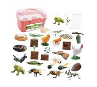 Zxpjkyu Animals Cycle of Figurines Educational Toys Model Observation Sensory Learning Adapted for Preschool Teaching A, Pink box