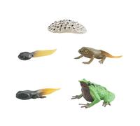 Zxpjkyu Cycle Model - Realistic Birthday Gift - From Egg to Tadpole
