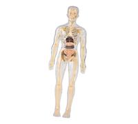 Zxpjkyu Human Body Model Human Body Model Learning Educational Teaching Toy Removable Organs Puzzle Toy Classroom Tool Early Education Material Suitable for C, Transparent
