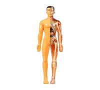 Zxpjkyu Human Body Model Human Body Model Learning Educational Teaching Toy Removable Organs Puzzle Toy Classroom Tool Early Education Material Suitable for C, Translucent