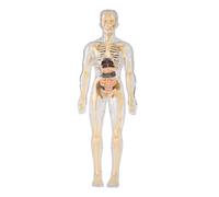 Zxpjkyu Human Body Model Learning Kids Educational Teaching Toy Human Body Organ Puzzle Toy Classroom Interaction Organs Awareness Learning Early Education to, Fully Transparent