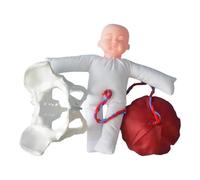 Zxpjkyu Model of The Female Pelvis for Training, Study And Science Teaching Purposes.