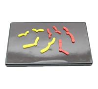 ZXYHLLGK Meiotic Species Chromosome Change Model Component Magnetic Suction Type Junior High School Biology Student Teaching Instrument Model Components of Chromosome Changes in Meiosis